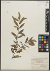 Foto von Salix alba var. sericea Gand.